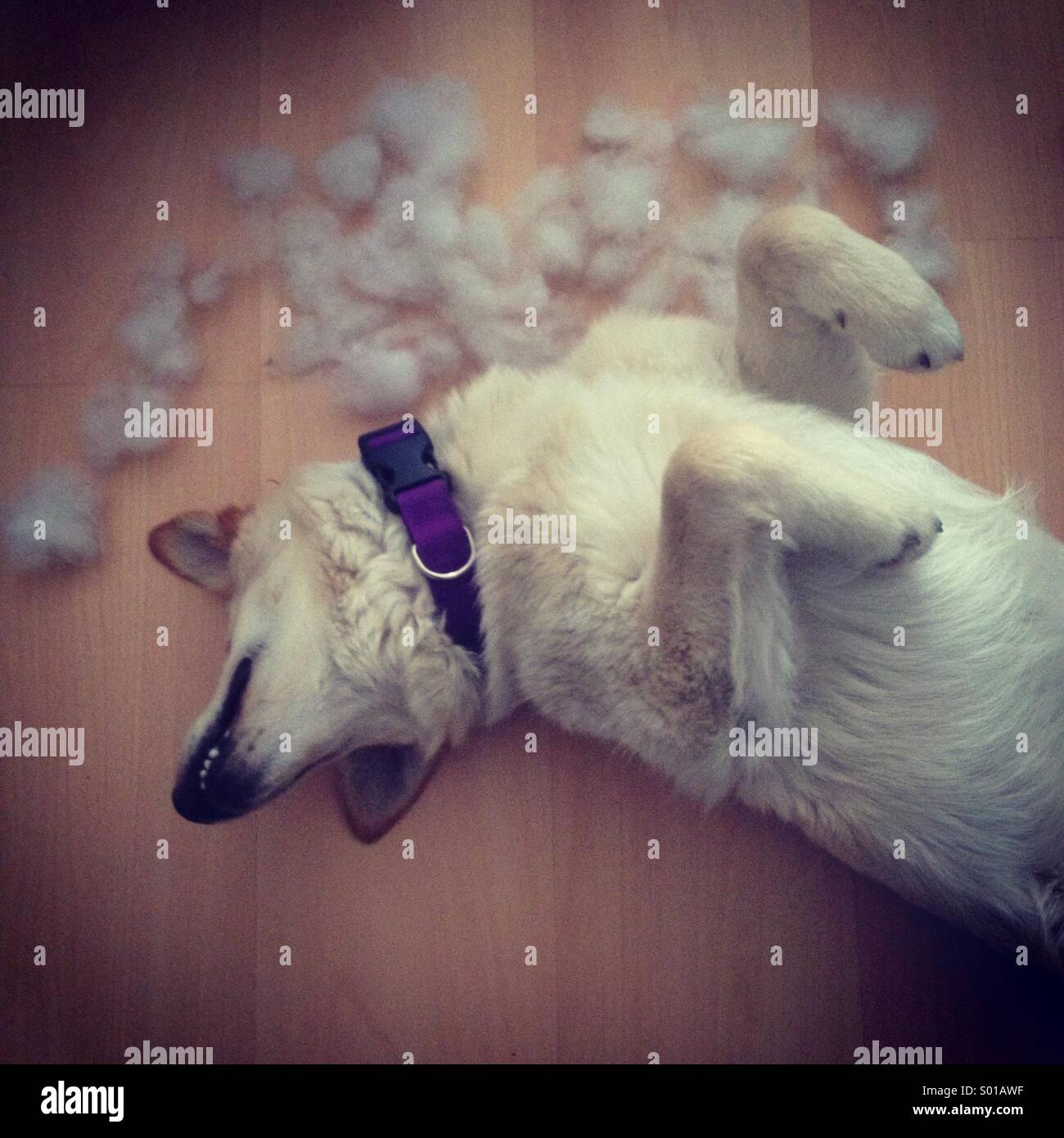 Dog in funny posture after destroying pillow Stock Photo Alamy