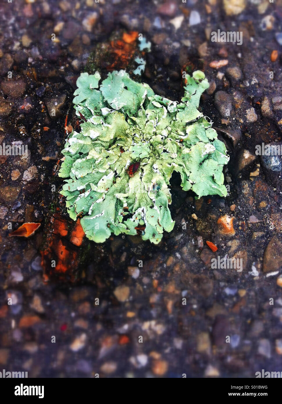 A green mossy growth on an asphalt road Stock Photo