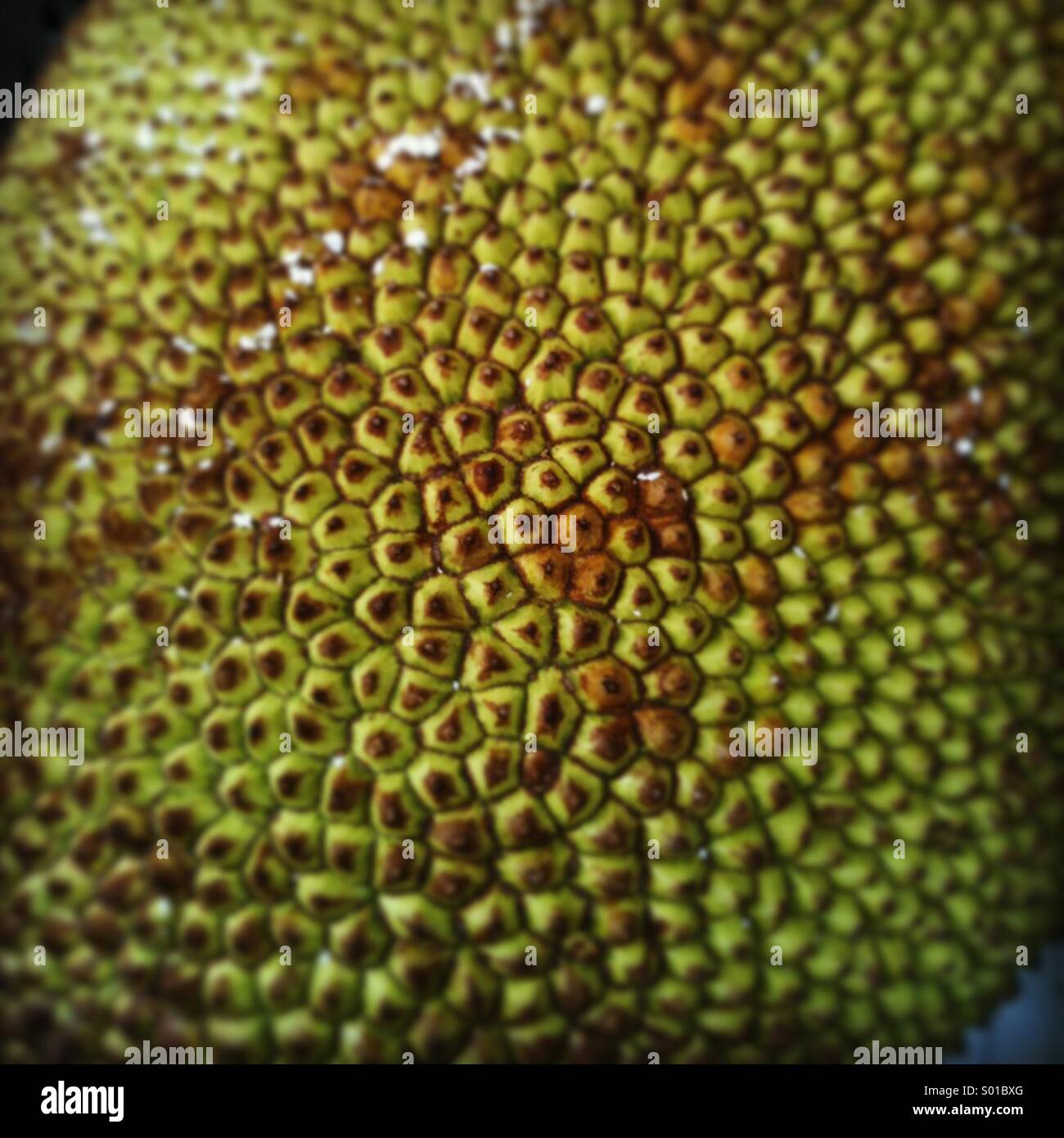Thai Jackfruit Skin Stock Photo Alamy