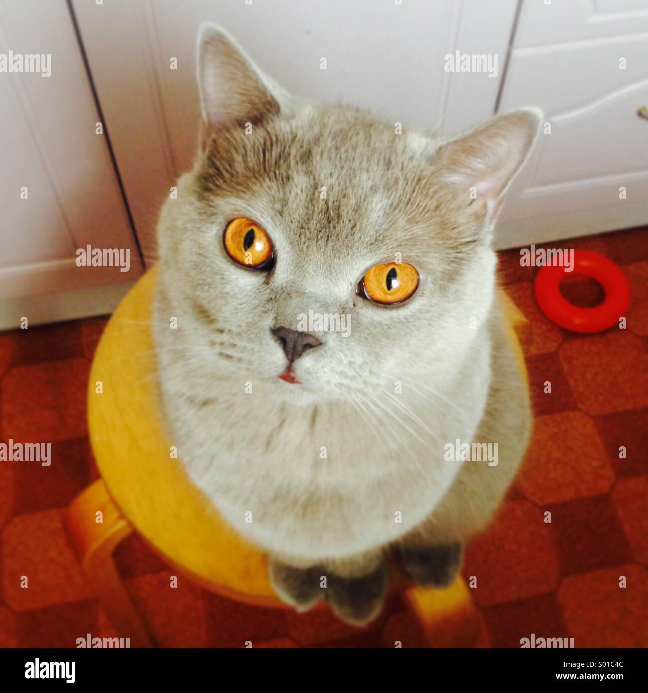 British shorthair cat Stock Photo Alamy