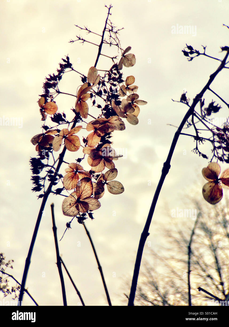 Dry flowers in winter Stock Photo Alamy