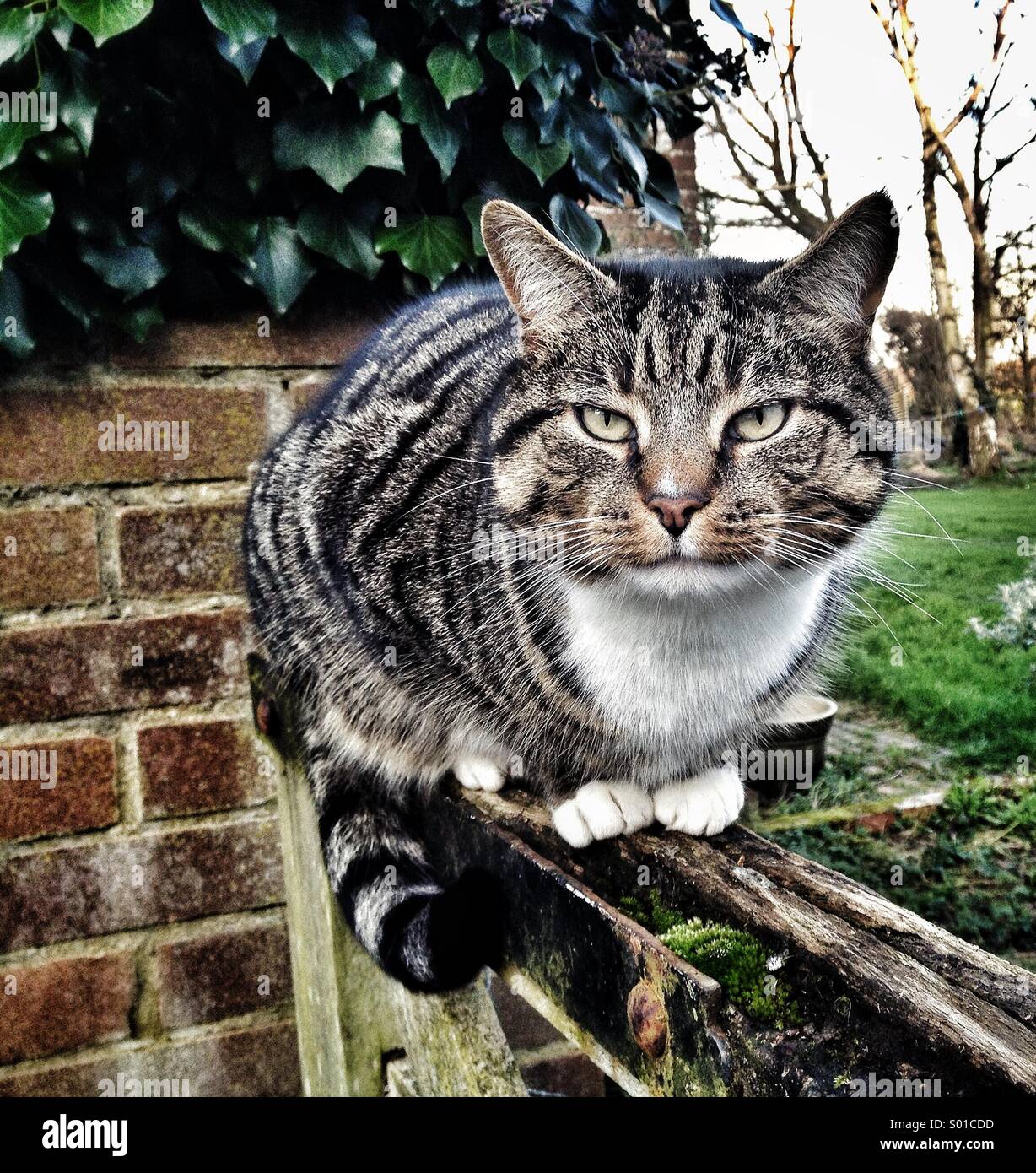 Grey tabby cat outdoors Stock Photo Alamy