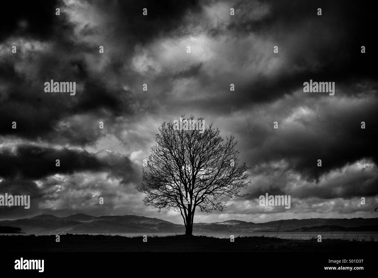 A tree on the edge of Loch Fyne, Scotland Stock Photo Alamy