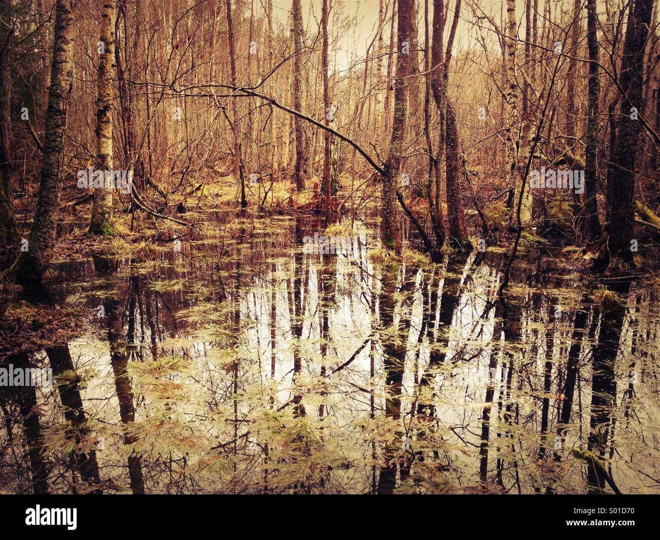 Water logged flooded swamp land in Swedish Forest. - Smartphone Captured Stock Image