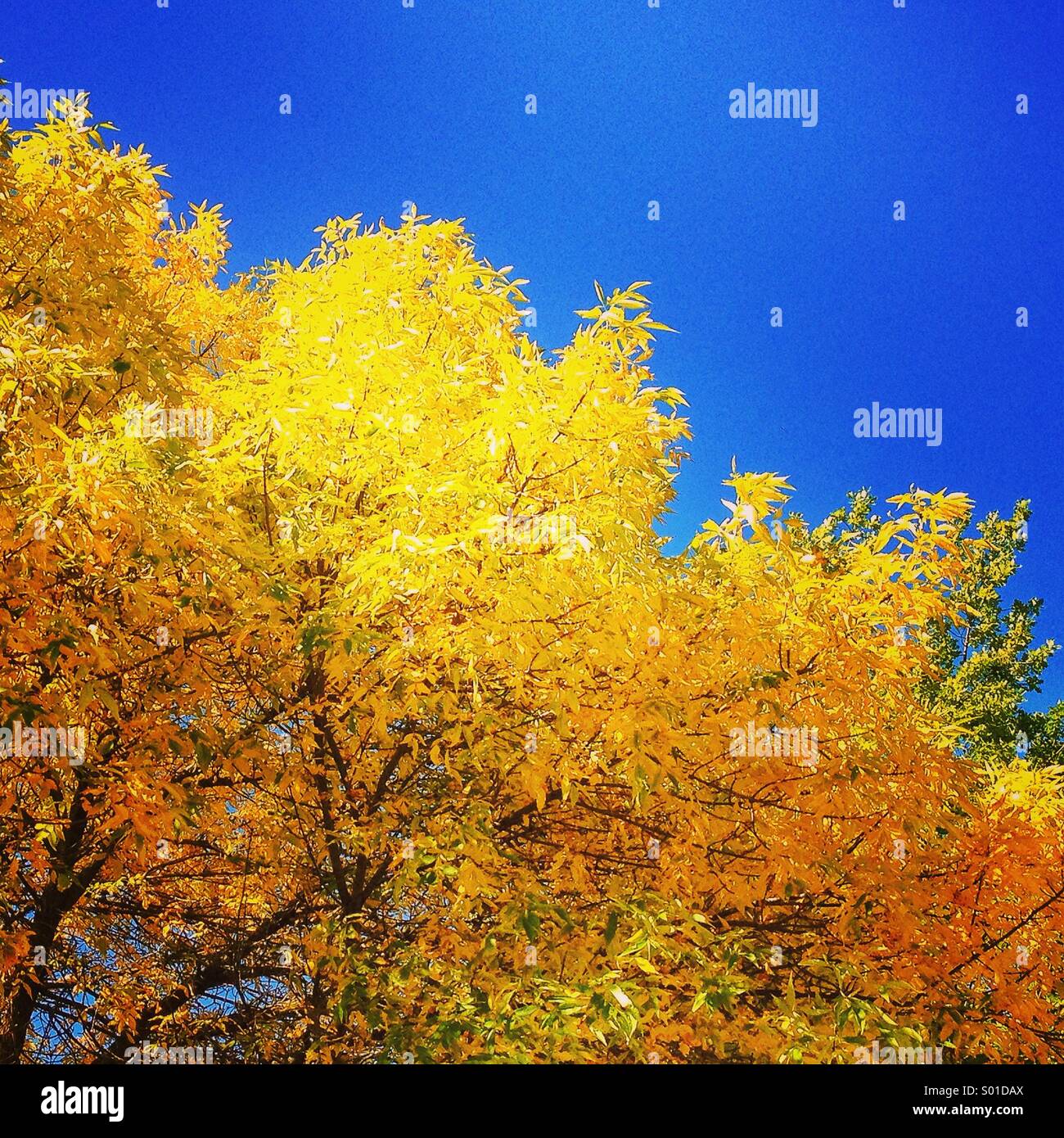 Brilliant autumn leaves against blue sky Stock Photo - Alamy