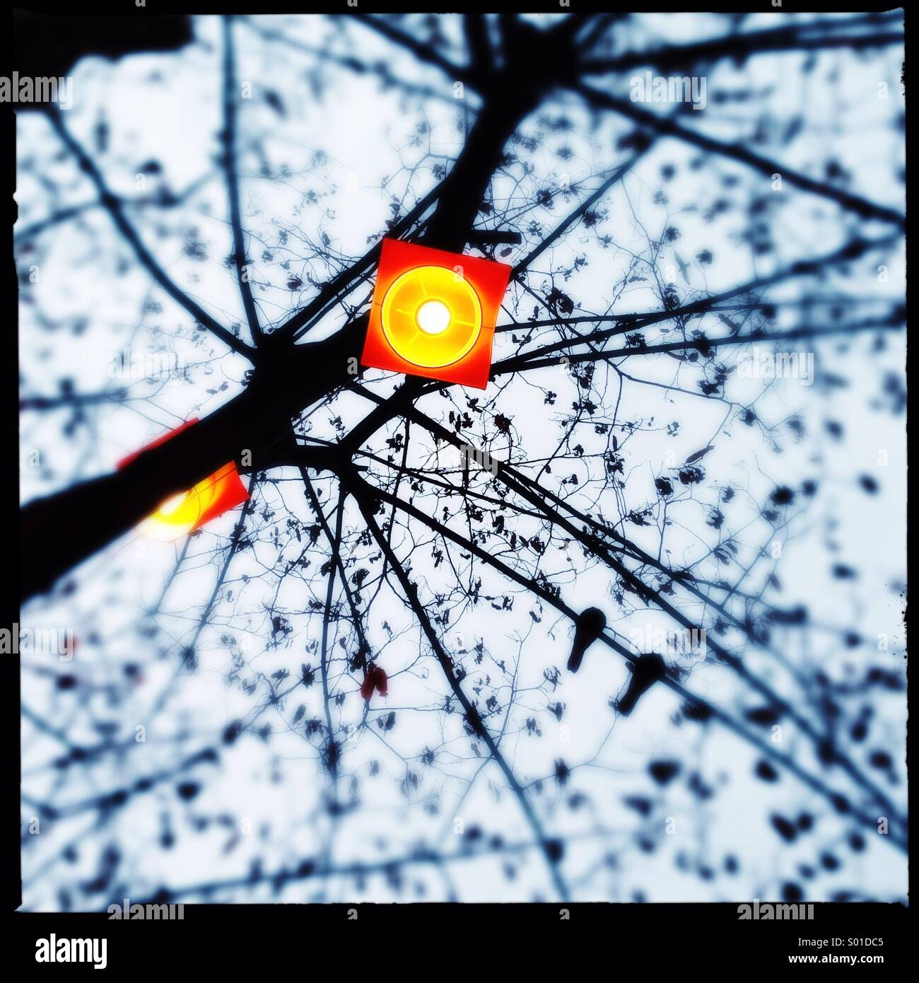 Celebrity light on tree - Smartphone Captured Stock Image