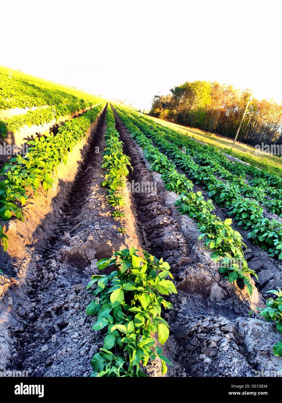 Farm, Bartram Scenic Highway, FL Stock Photo Alamy