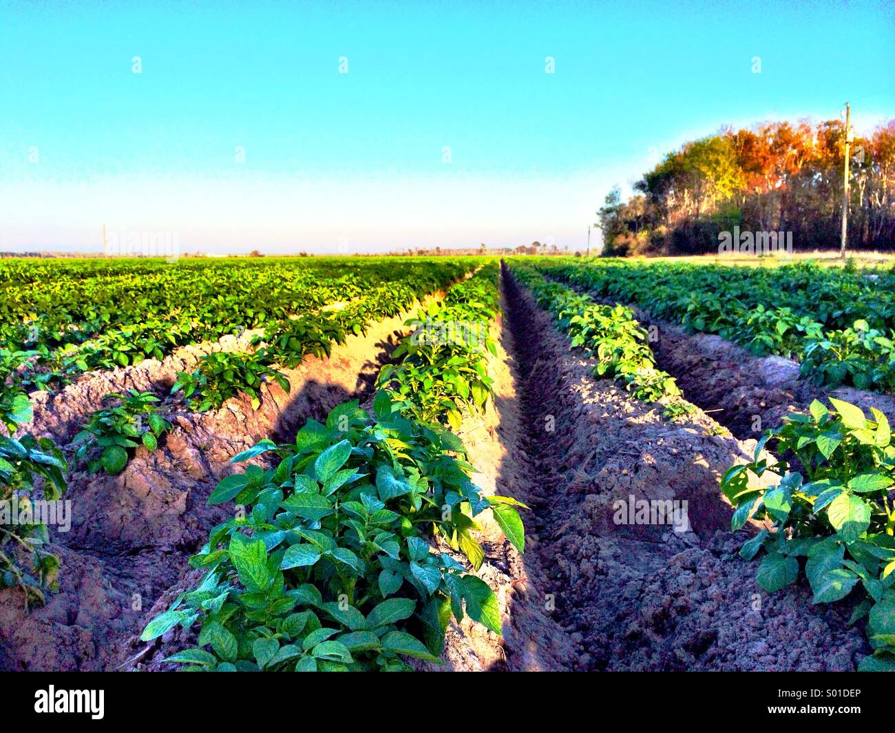 Farm, Bartram Scenic Highway, FL Stock Photo Alamy