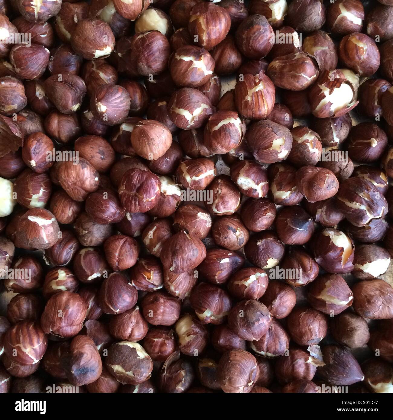 Toasted hazelnuts or filberts with the skins still on. Stock Photo