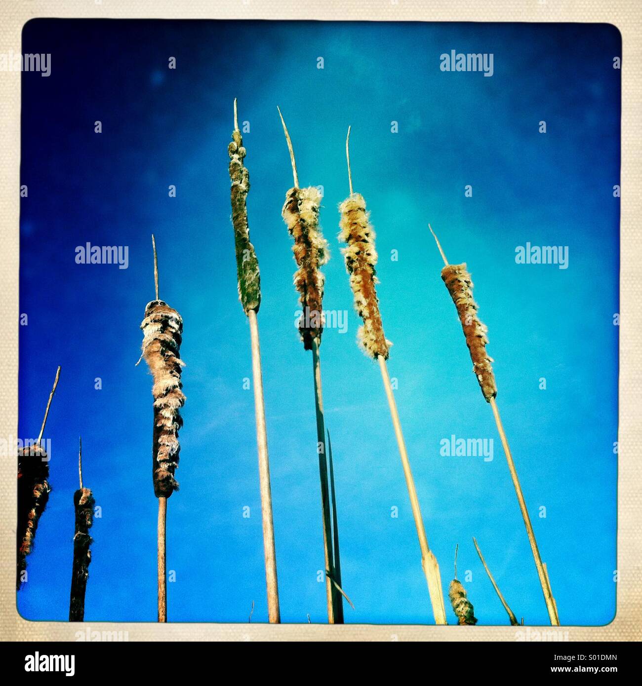 Cattails against a blue sky. - Smartphone Captured Stock Image