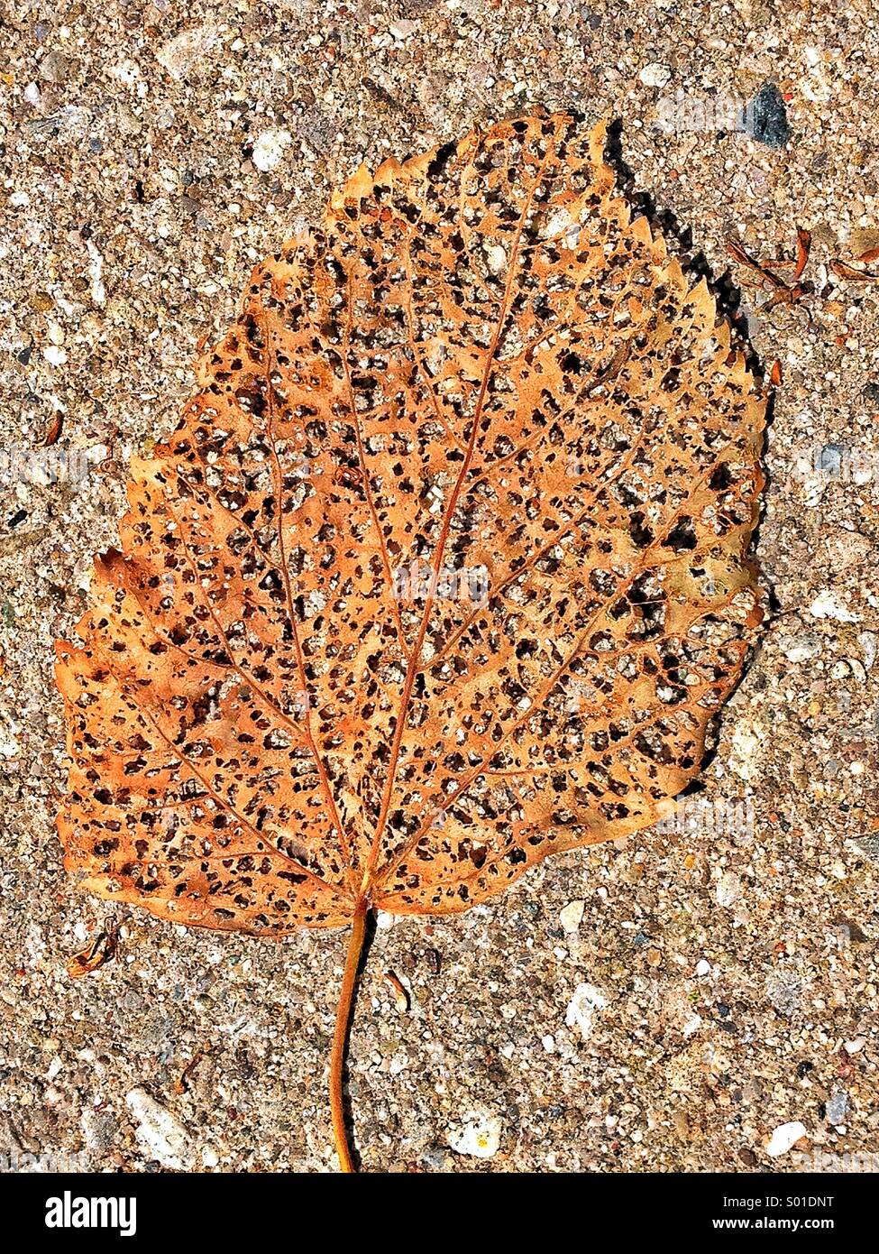 Eaten leaf - Smartphone Captured Stock Image