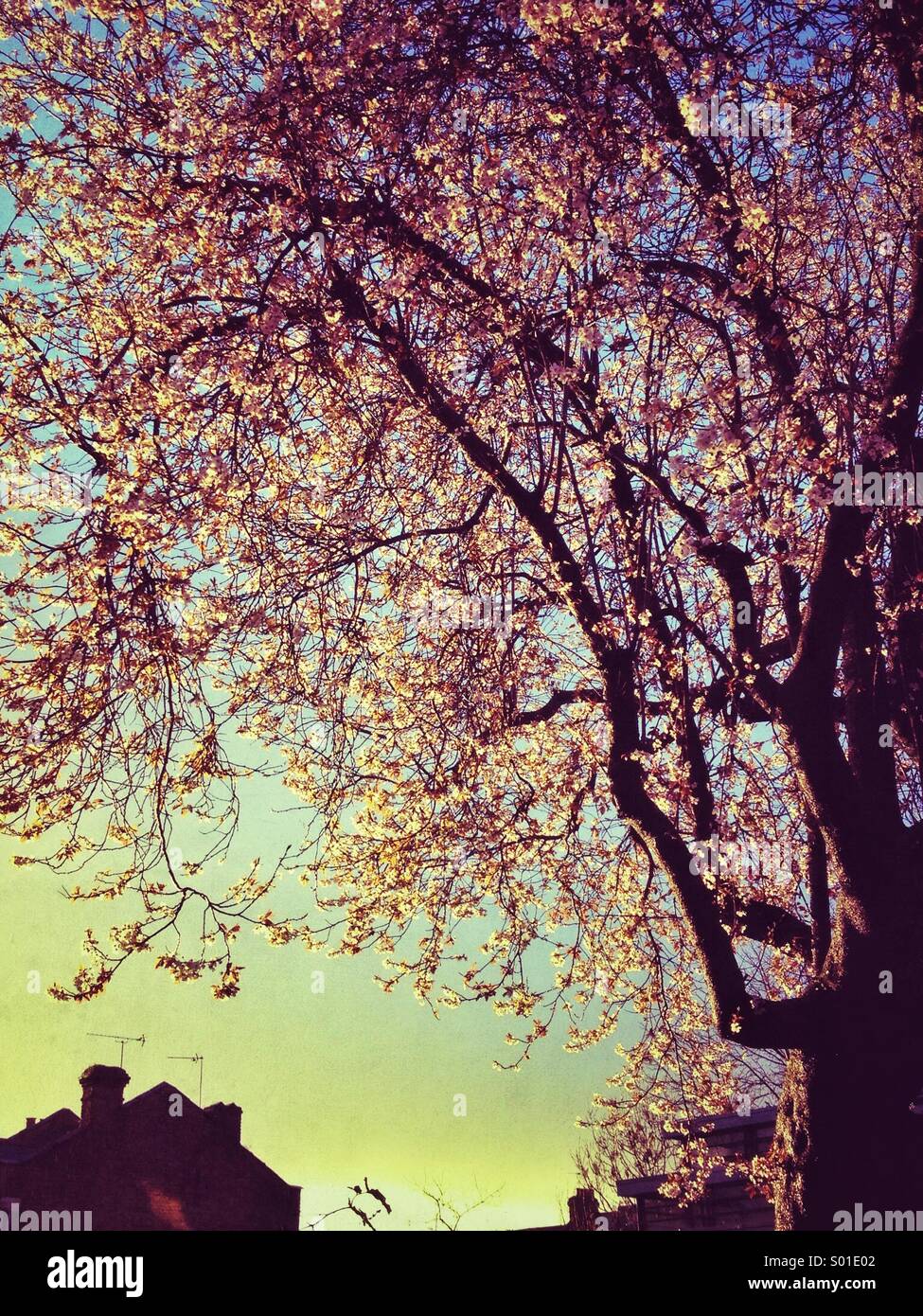 Beautiful tree with pink blossom with flowers shining against the light on an ordinary British street corner - Smartphone Captured Stock Image Beautiful tree with pink blossom with flowers shining against the light on an ordinary British street corner - Smartphone Captured Stock Image
