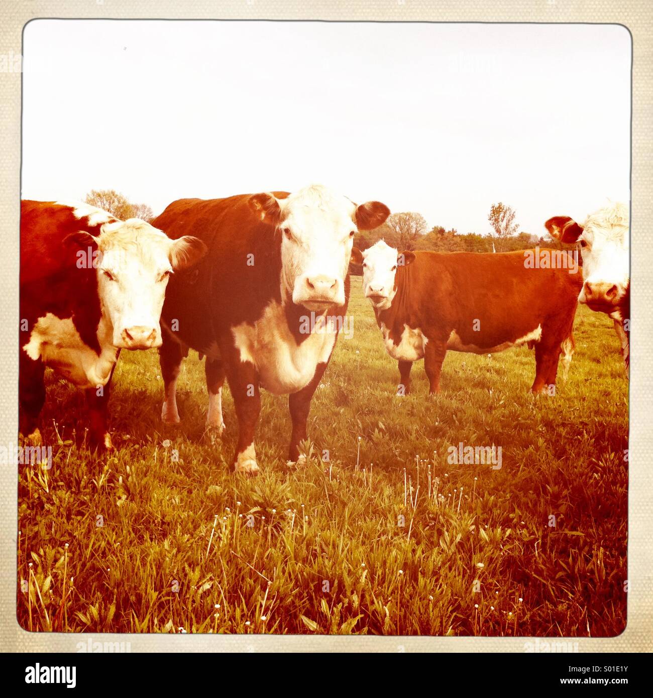 Cows in a field looking towards camera Stock Photo - Alamy