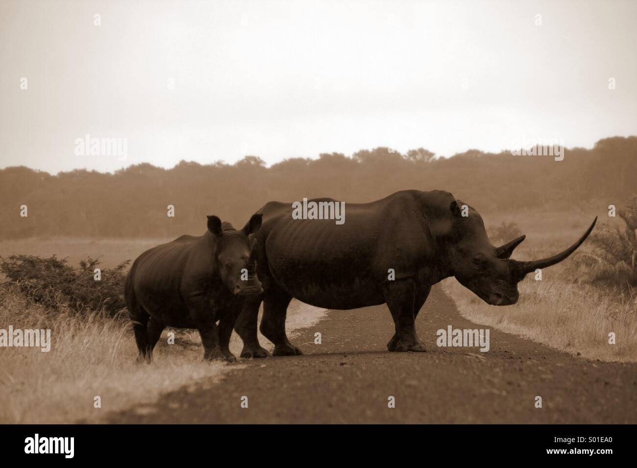 Rinoceronte nero. SudAfrica Stock Photo