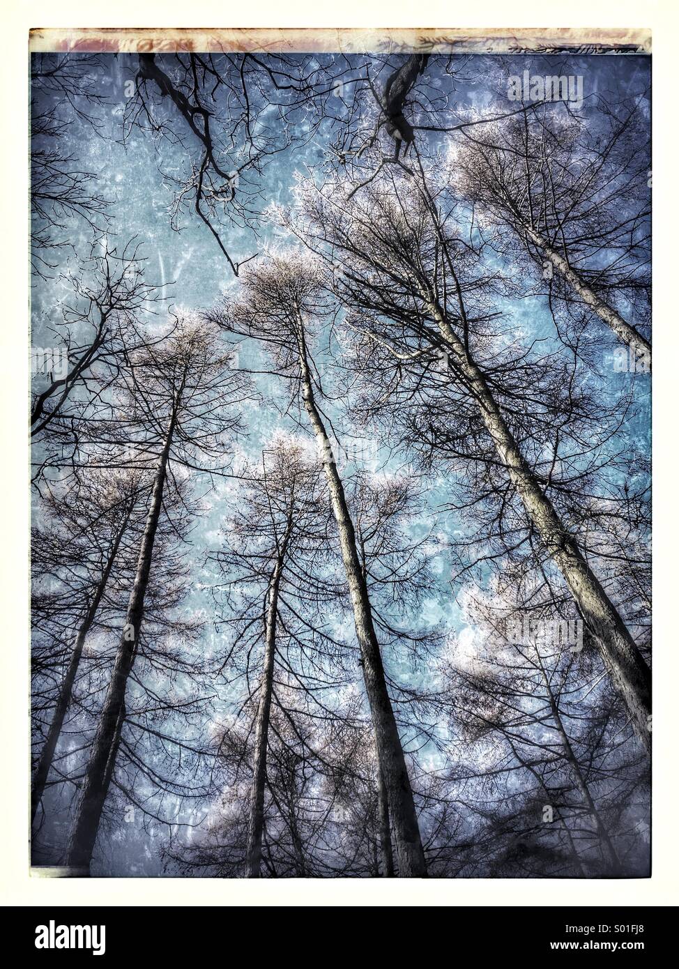 Trees in an ancient woodland against a blue sky Stock Photo - Alamy