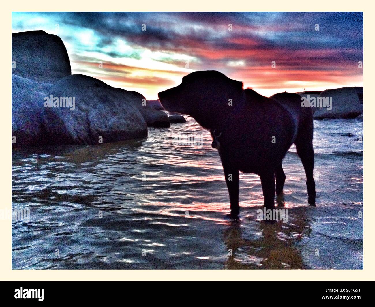 Black lab sunset Stock Photo Alamy