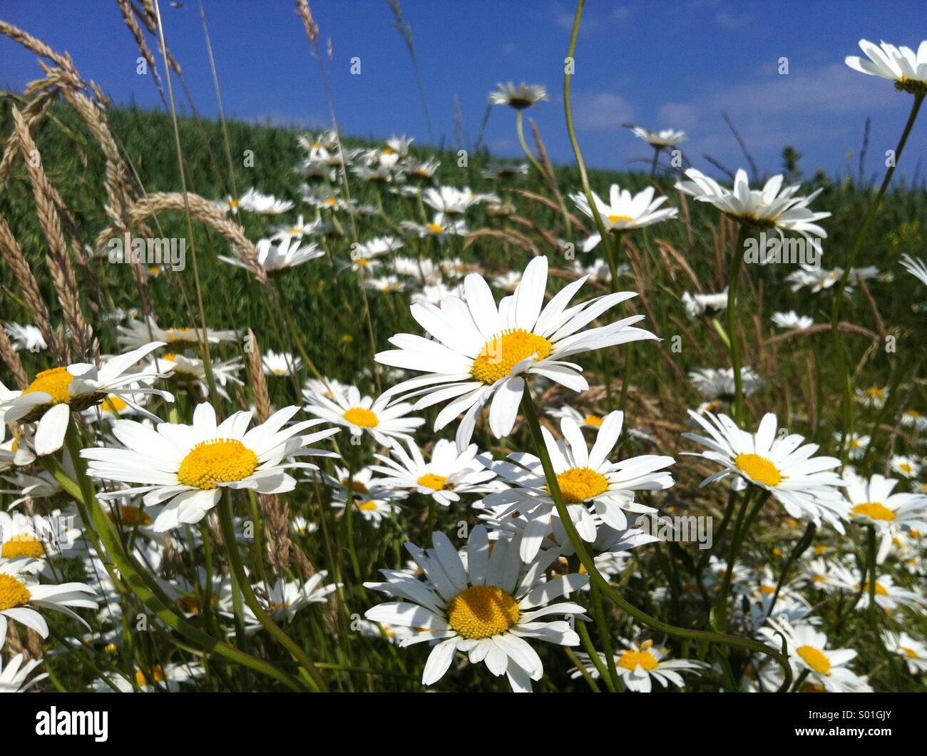 A field of Daisy's on a summers day in a field on the outskirts of the town of Alton, Hampshire, England. Stock Photo