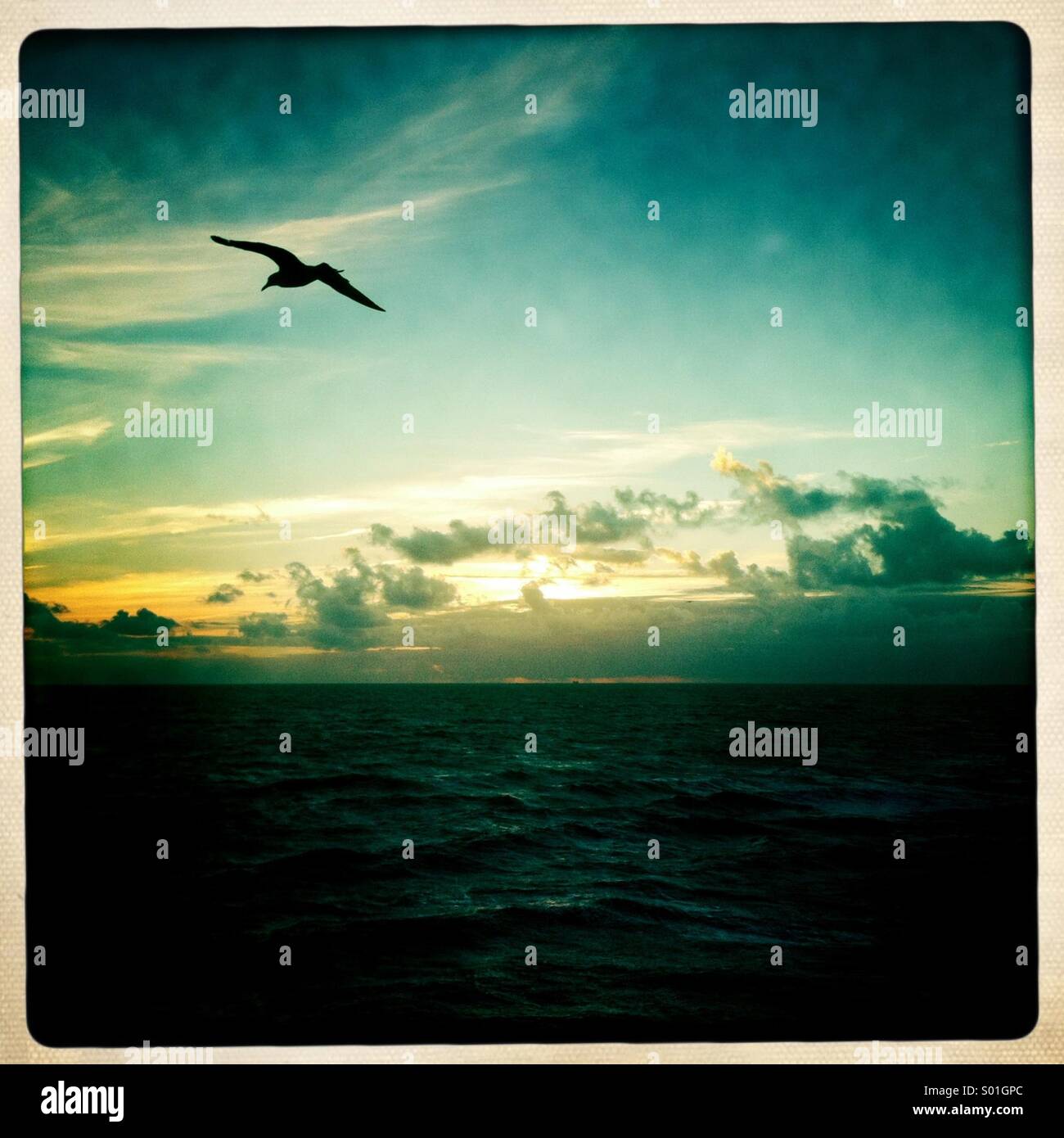 A seagull flys over the ocean. Brighton England UK. - Smartphone Captured Stock Image