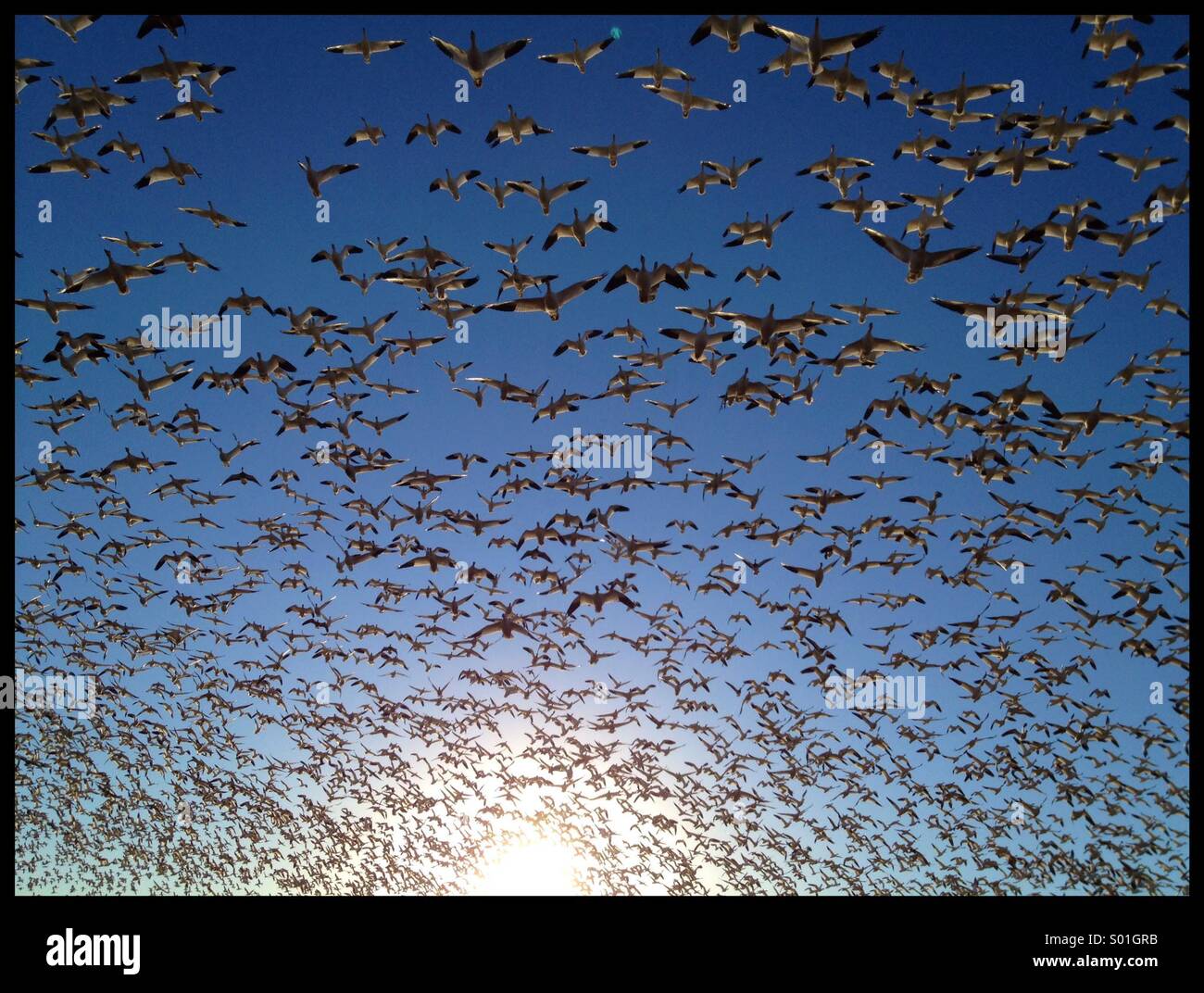 Snow geese taking flight at Bosque del Apache National Wildlife Refuge, New Mexico. - Smartphone Captured Stock Image
