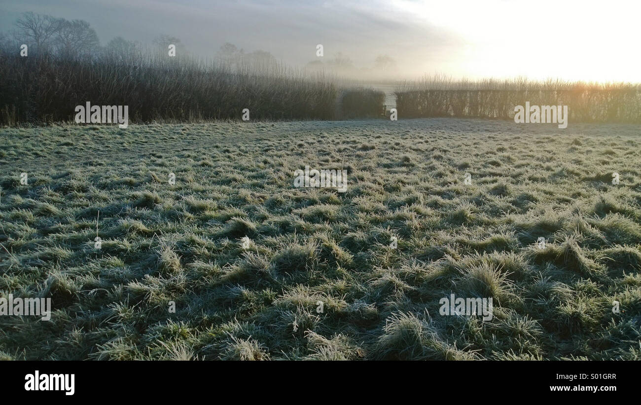 Low sun on a frosted field Stock Photo
