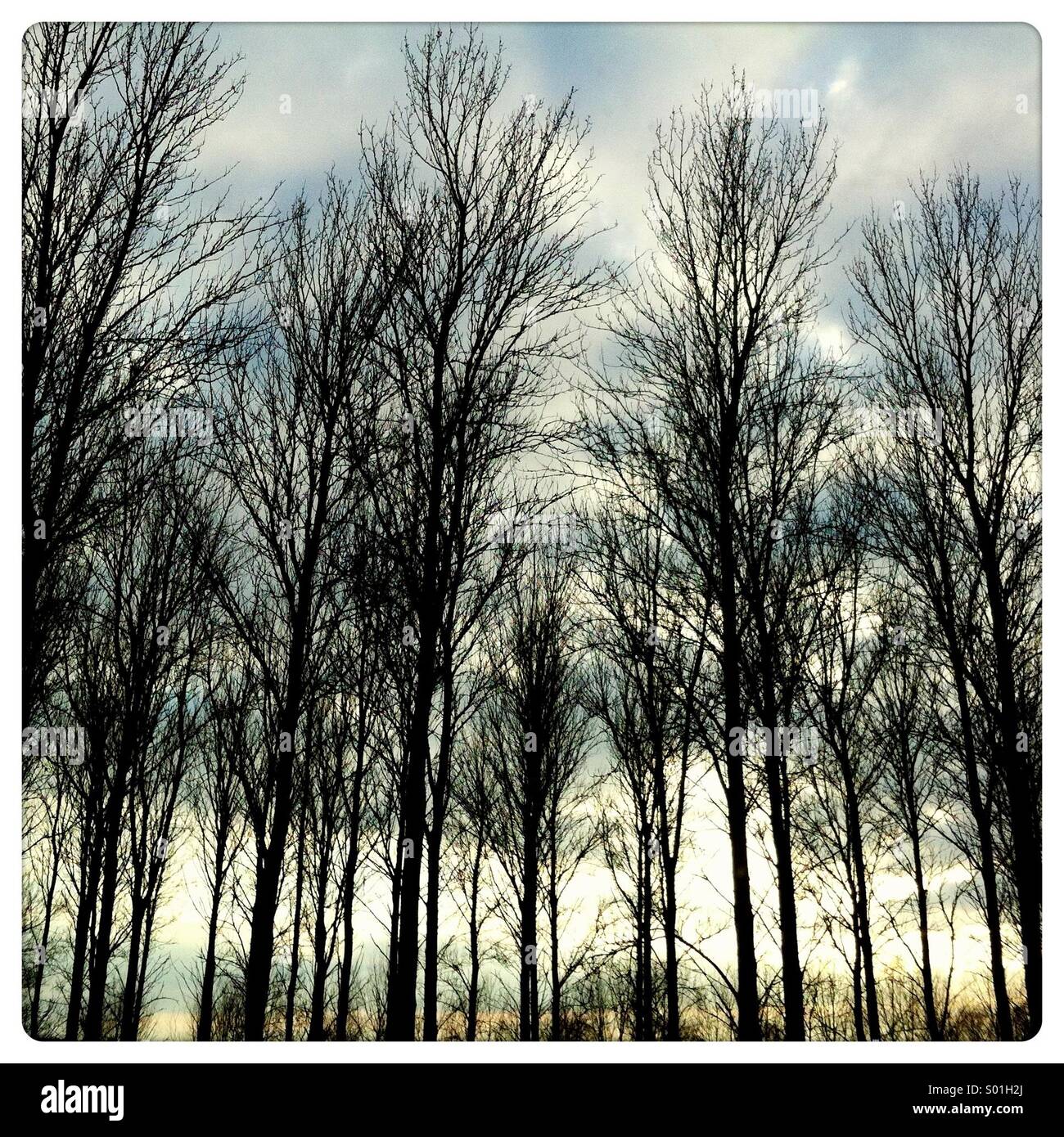 Silhouette of looming wintery trees against the sky at dusk - Smartphone Captured Stock Image