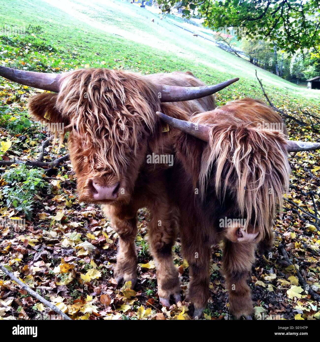 Highland cattle - Smartphone Captured Stock Image