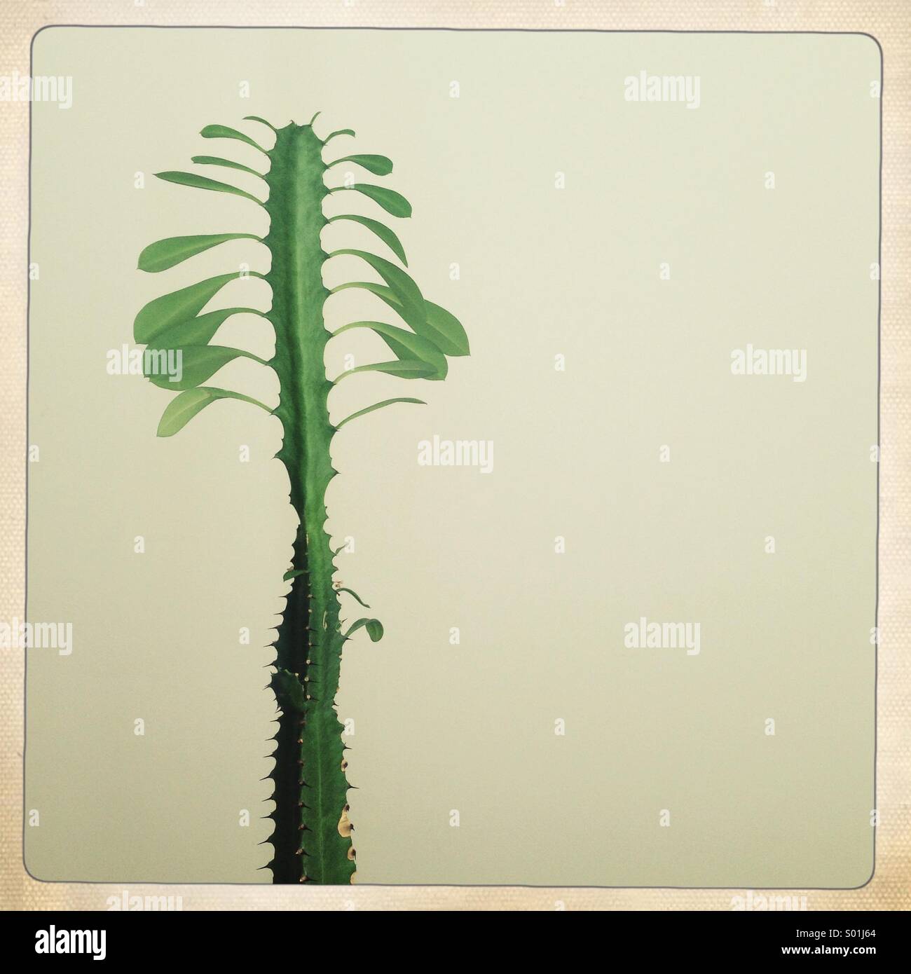 cactus leaves at home - Smartphone Captured Stock Image