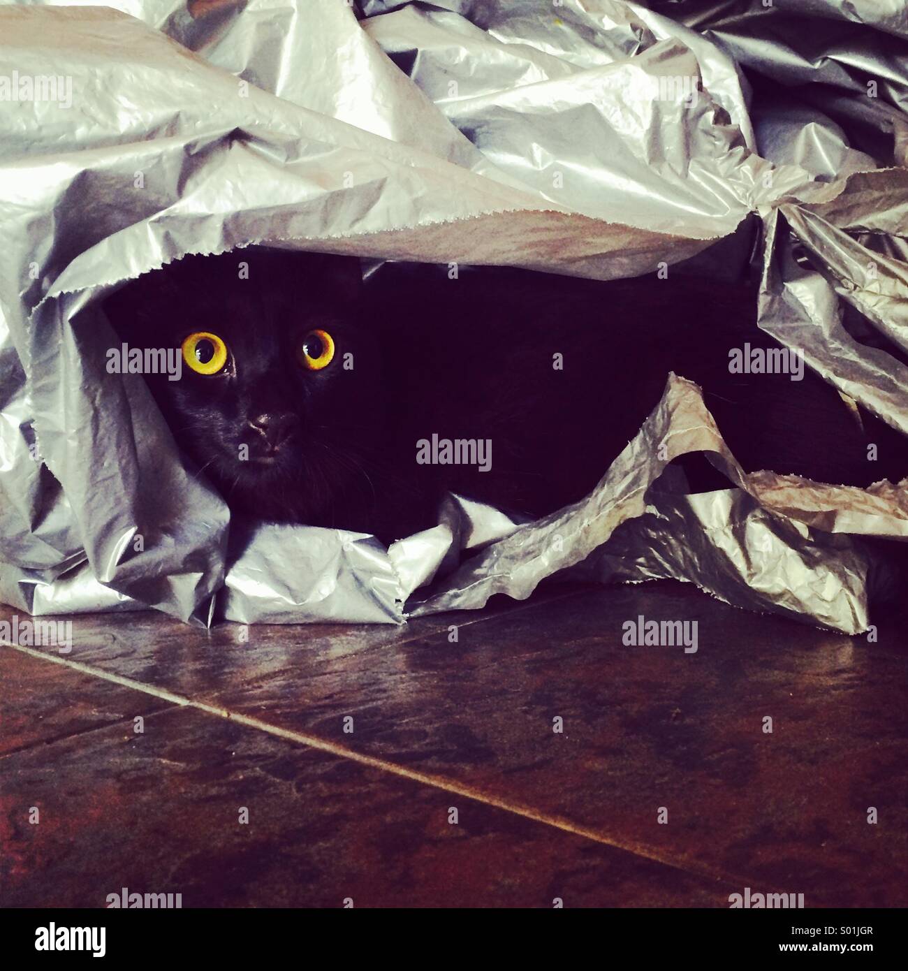 A black cat under wraps of plastic Stock Photo