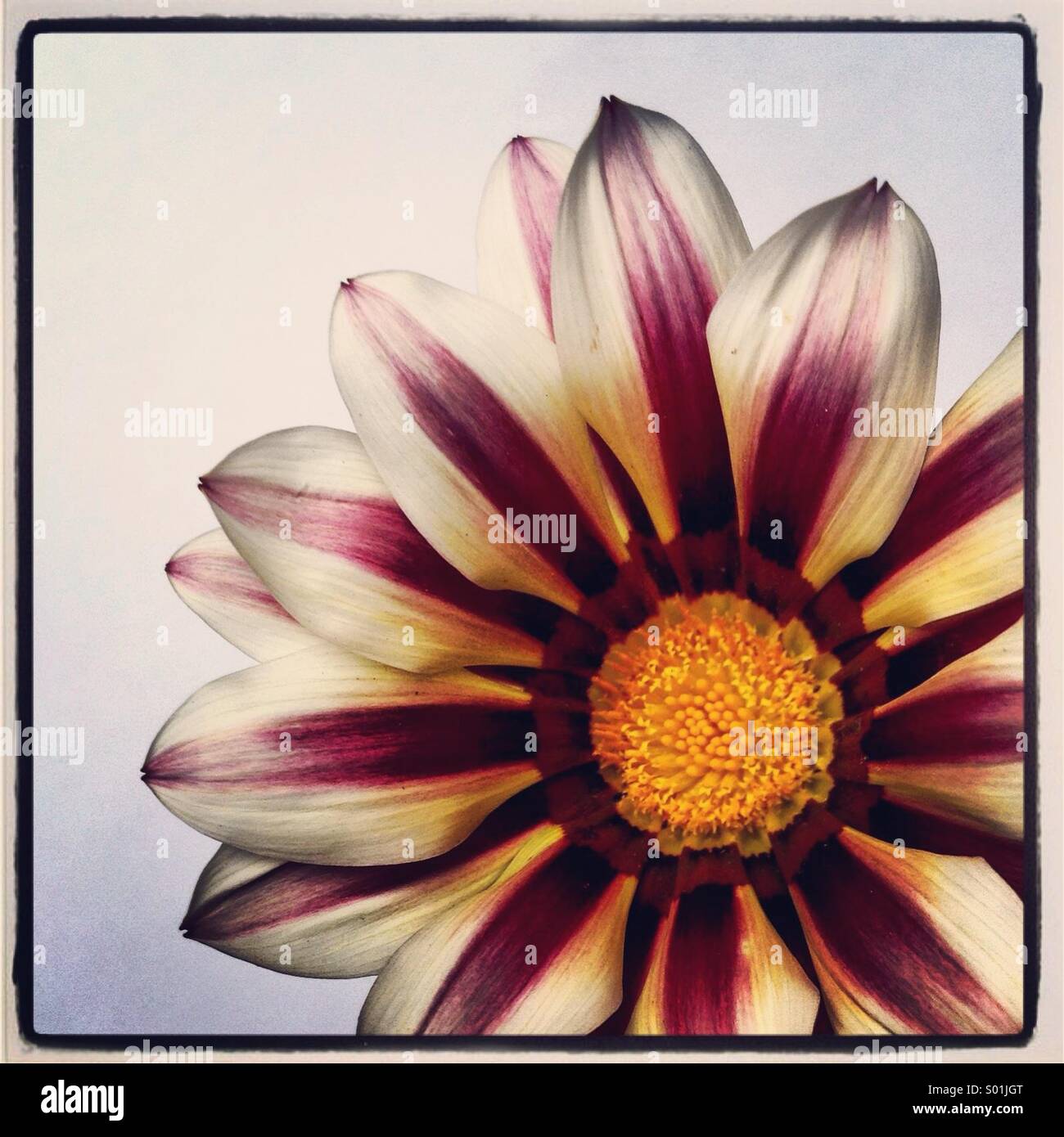 Striped Dahlia High Resolution Stock Photography and Images - Alamy
