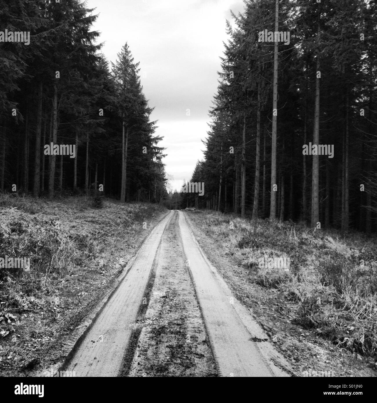 Woodland track. - Smartphone Captured Stock Image