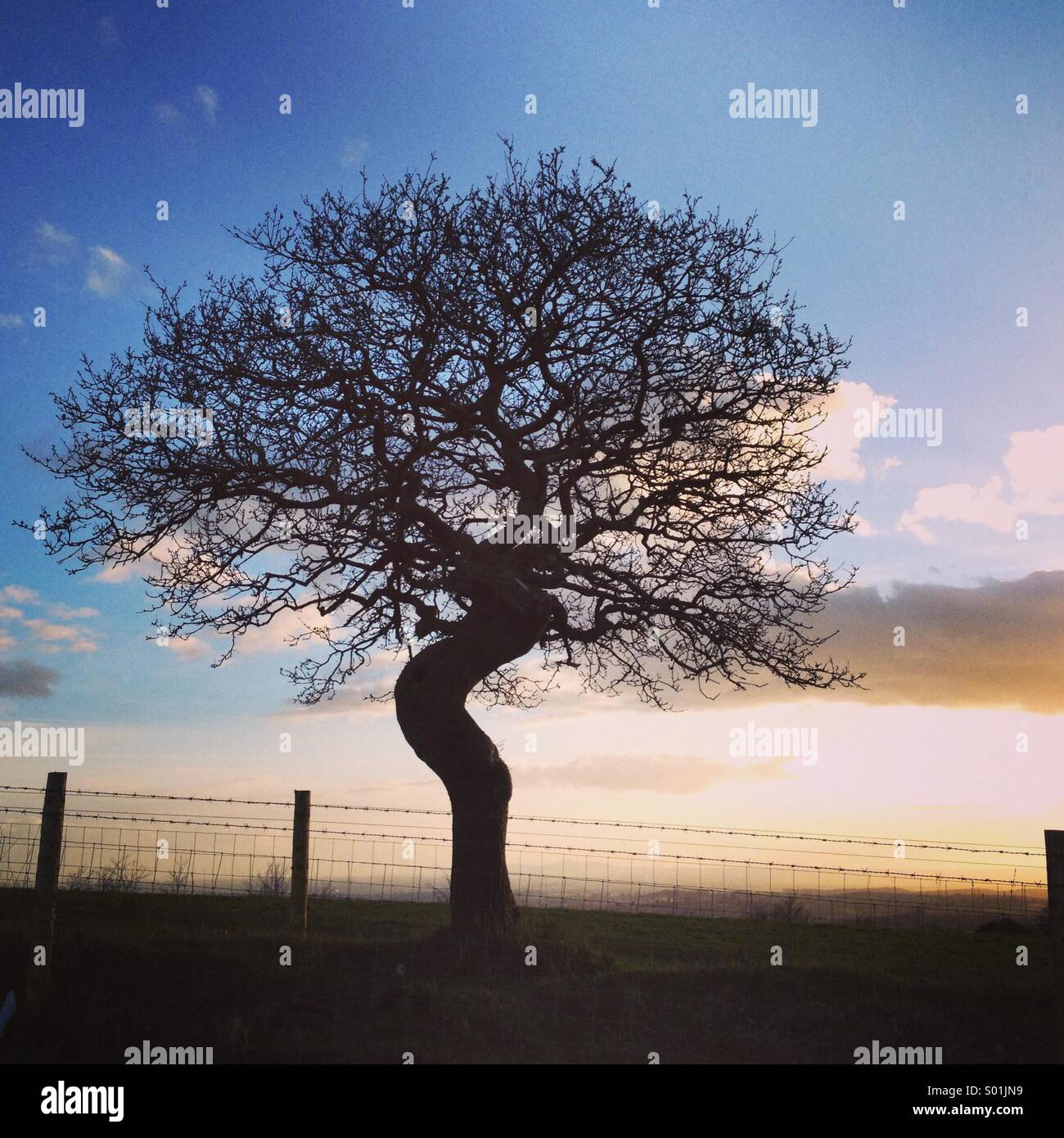 Lone Oak tree on hill. - Smartphone Captured Stock Image