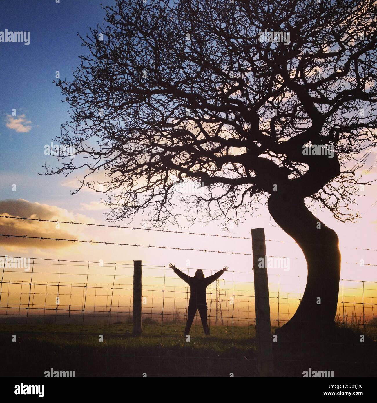 Oak tree sunset Stock Photo - Alamy
