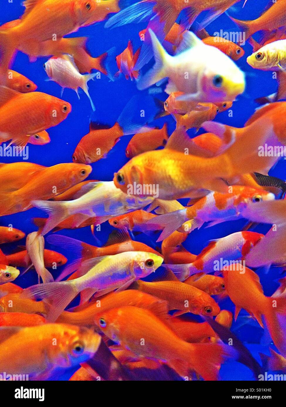 Bright fish in a school Stock Photo Alamy