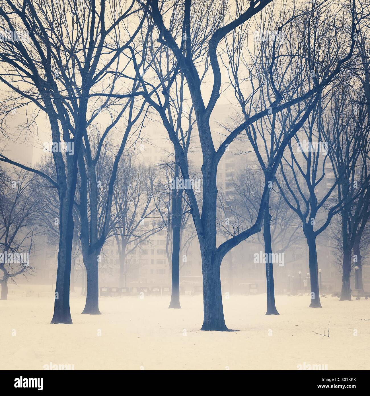 Winter Trees in Central Park, New York,   During the cold winter of 2014 Stock Photo