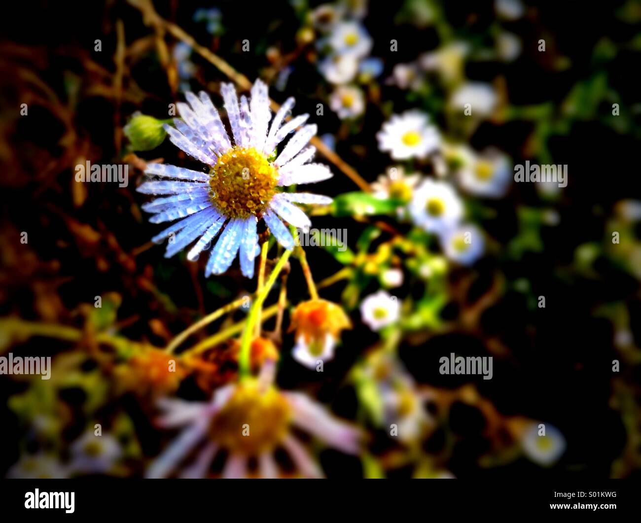 Daisy with dewdrops - Smartphone Captured Stock Image