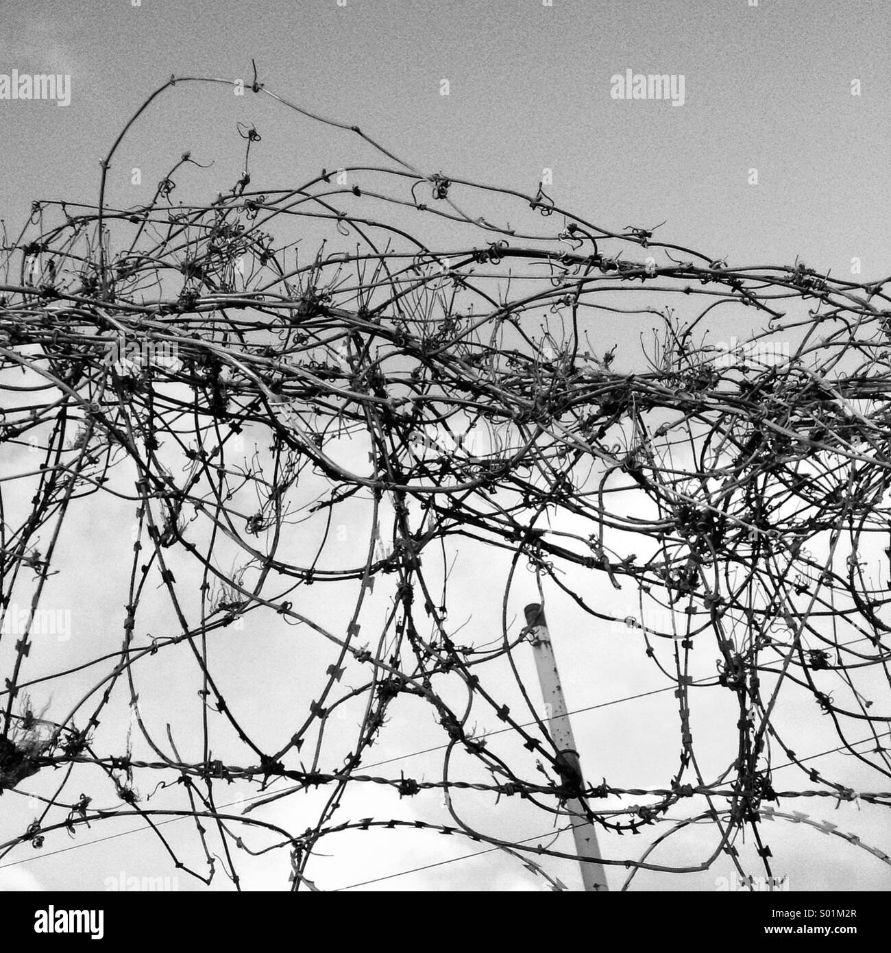 Black and white barbed wire Stock Photo - Alamy