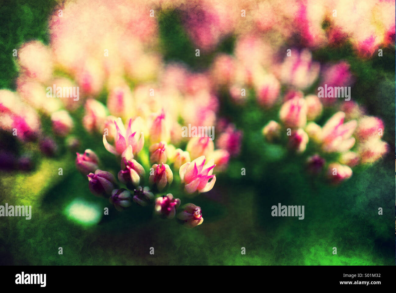 Flower buds - Smartphone Captured Stock Image