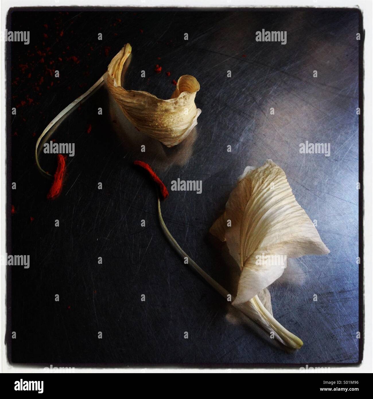 Dead lily petals on metallic surface Stock Photo Alamy