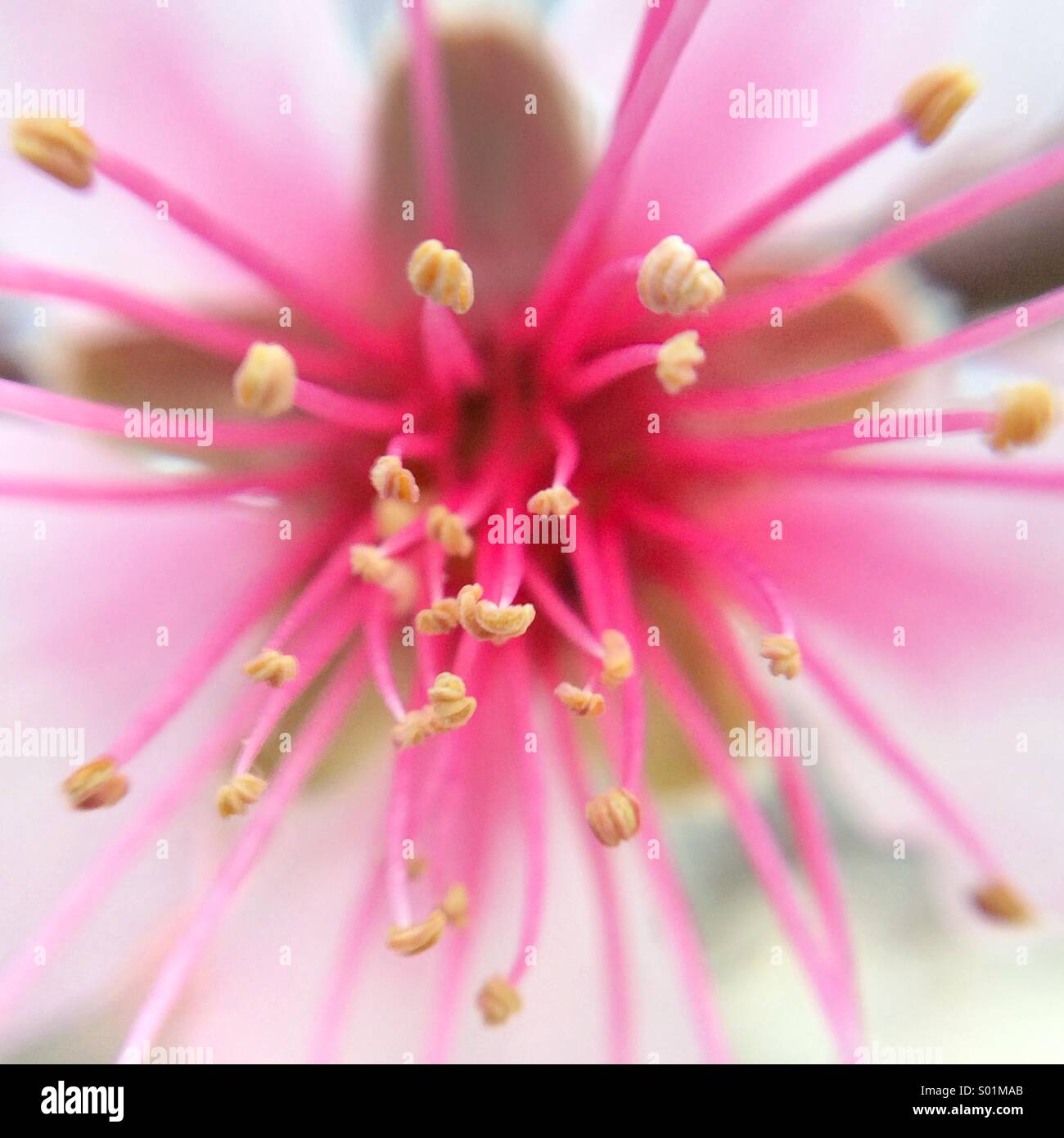 Macro of a pink almond tree flower Stock Photo
