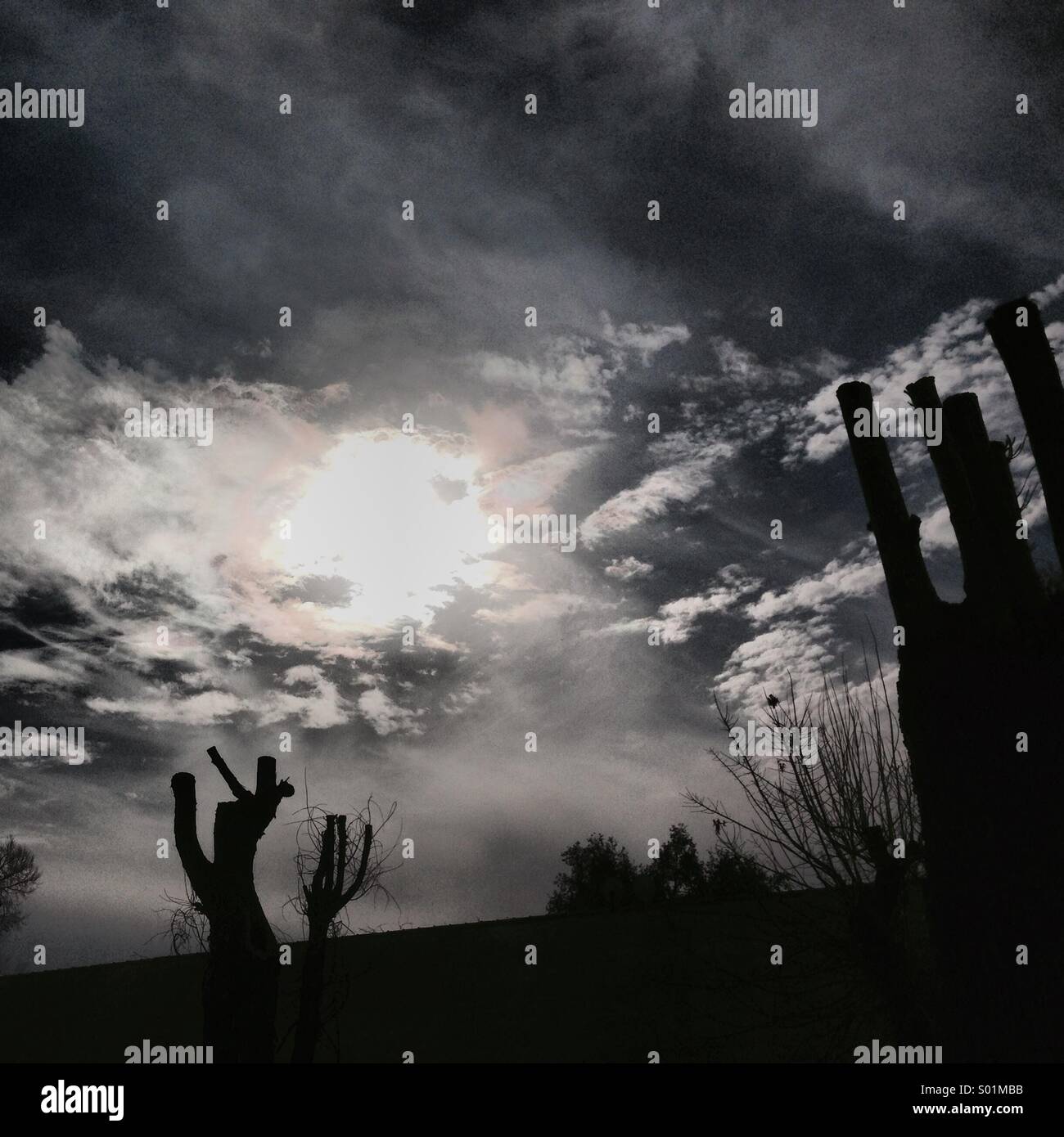 Ruined forest - Lebanon Middle East - Smartphone Captured Stock Image