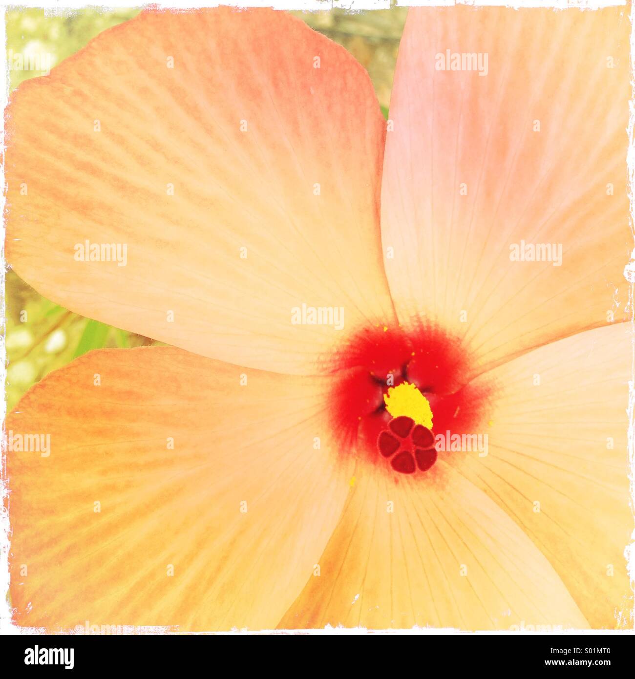 Bush land flower Stock Photo Alamy