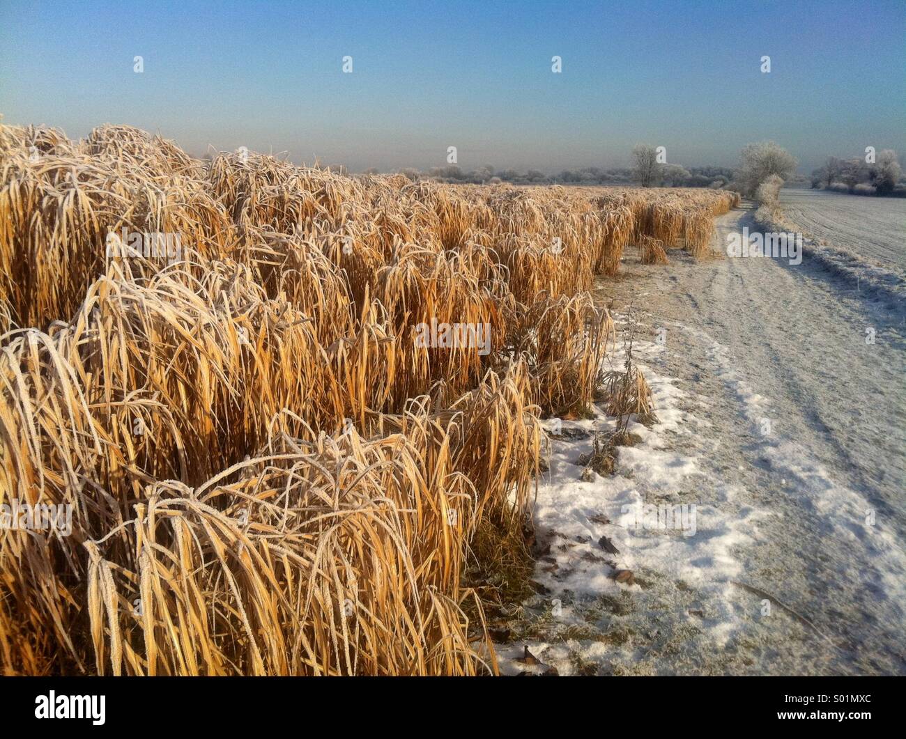 A crop of miscanthus grass in a field in Yorkshire, UK used for electricity generation. Stock Photo