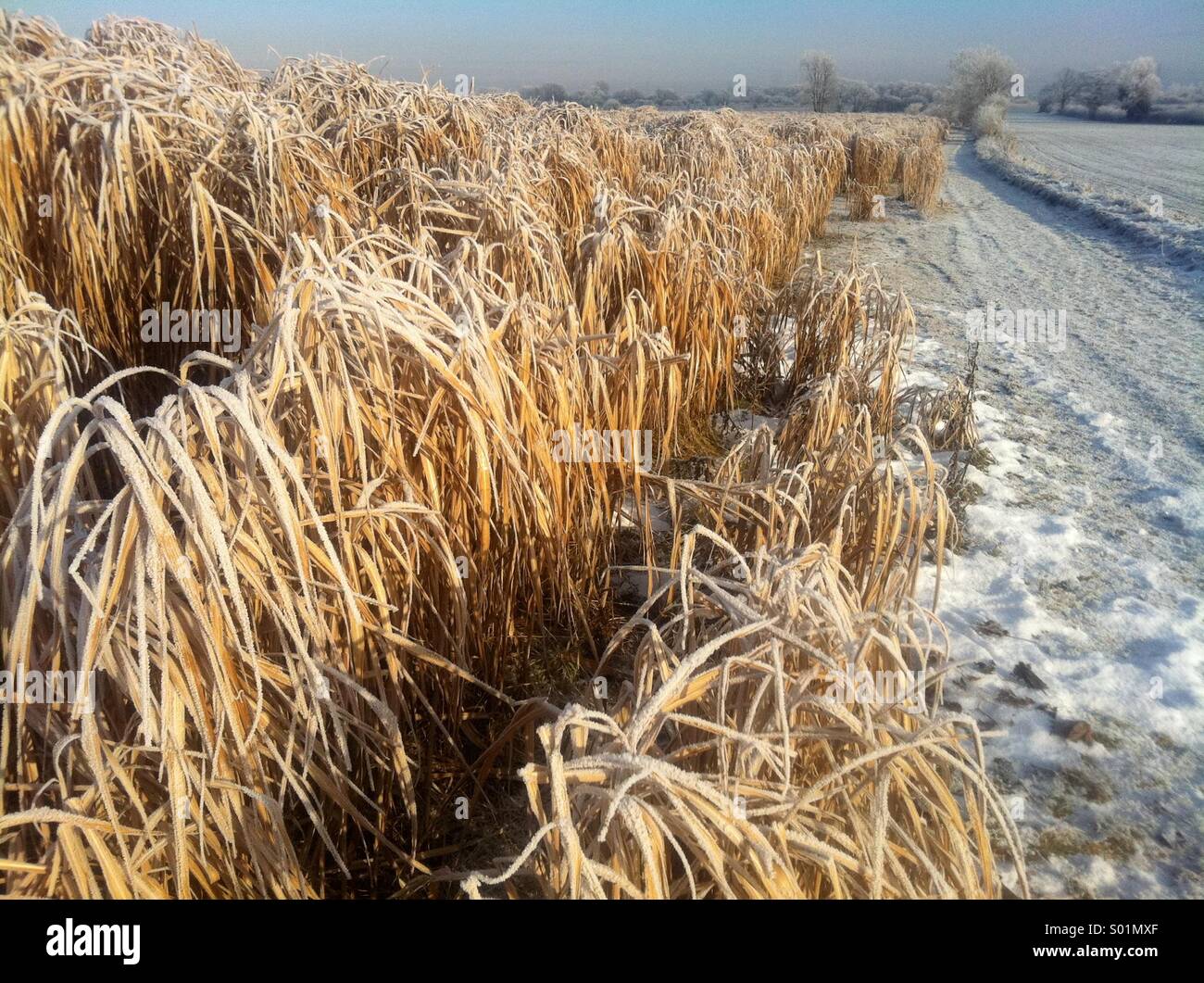 Elephant grass in a field in South Yorkshire covered in a hard frost Stock Photo