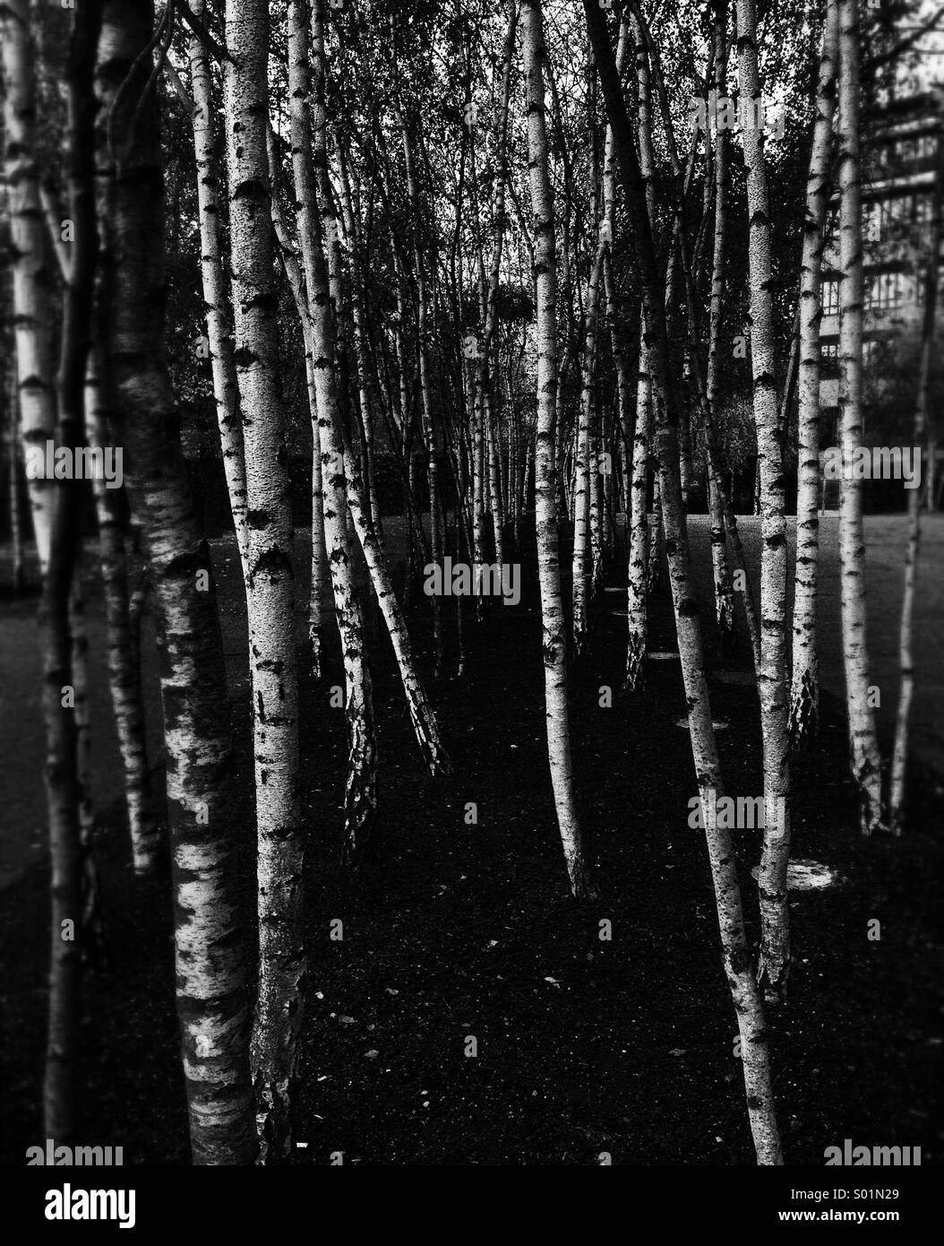 Sycamore Trees in Black and White Stock Photo