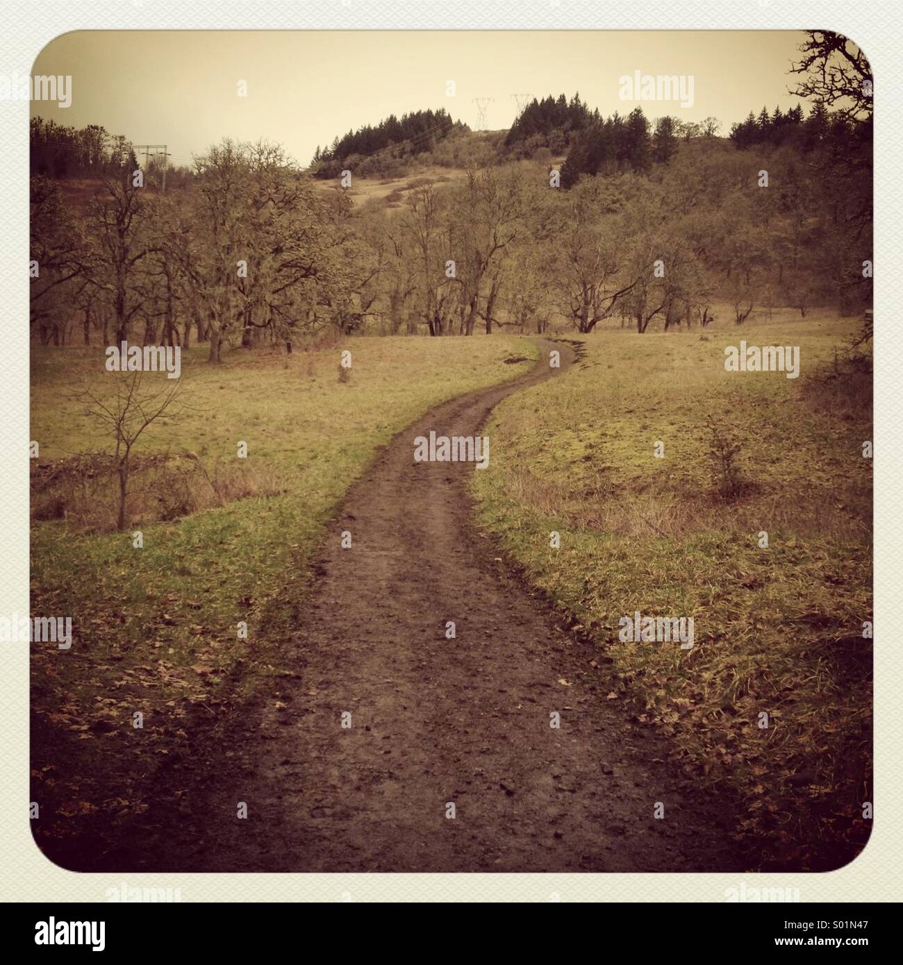 Oak Savannah Trail - Smartphone Captured Stock Image