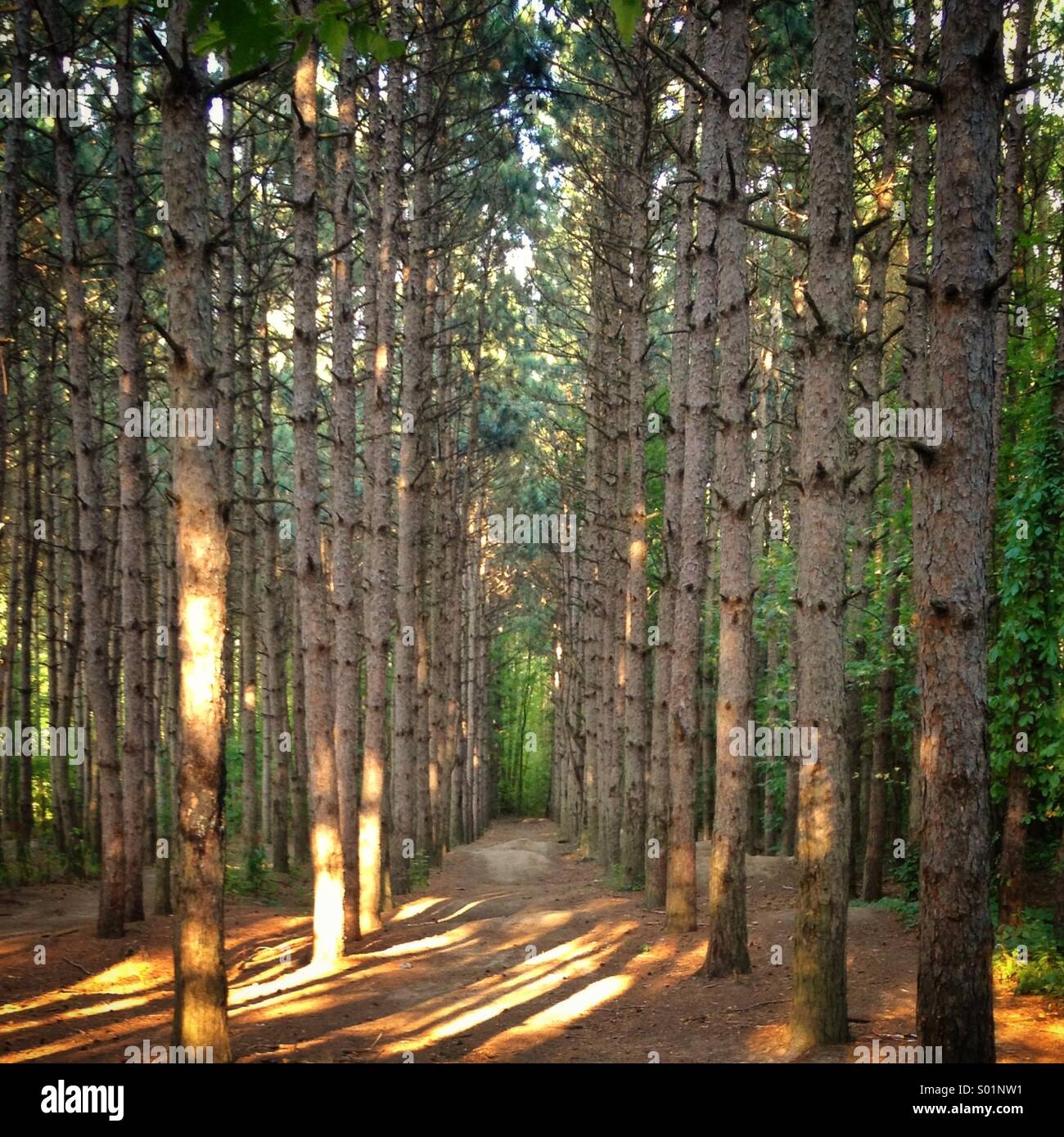 Trees tree woods forest hi res stock photography and images Alamy