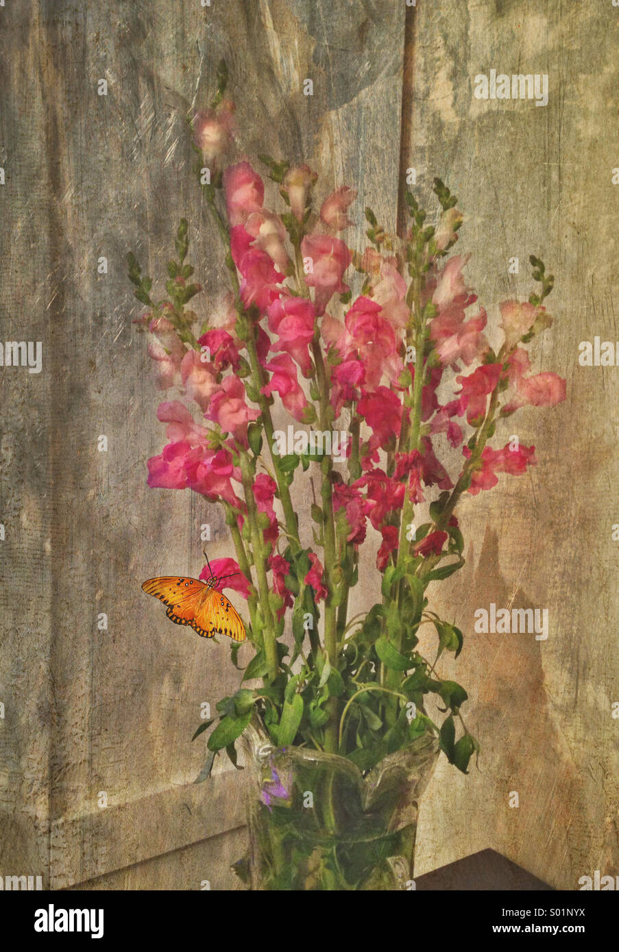 Spring snap dragon flowers in vase with Monarch butterfly. Textured for
