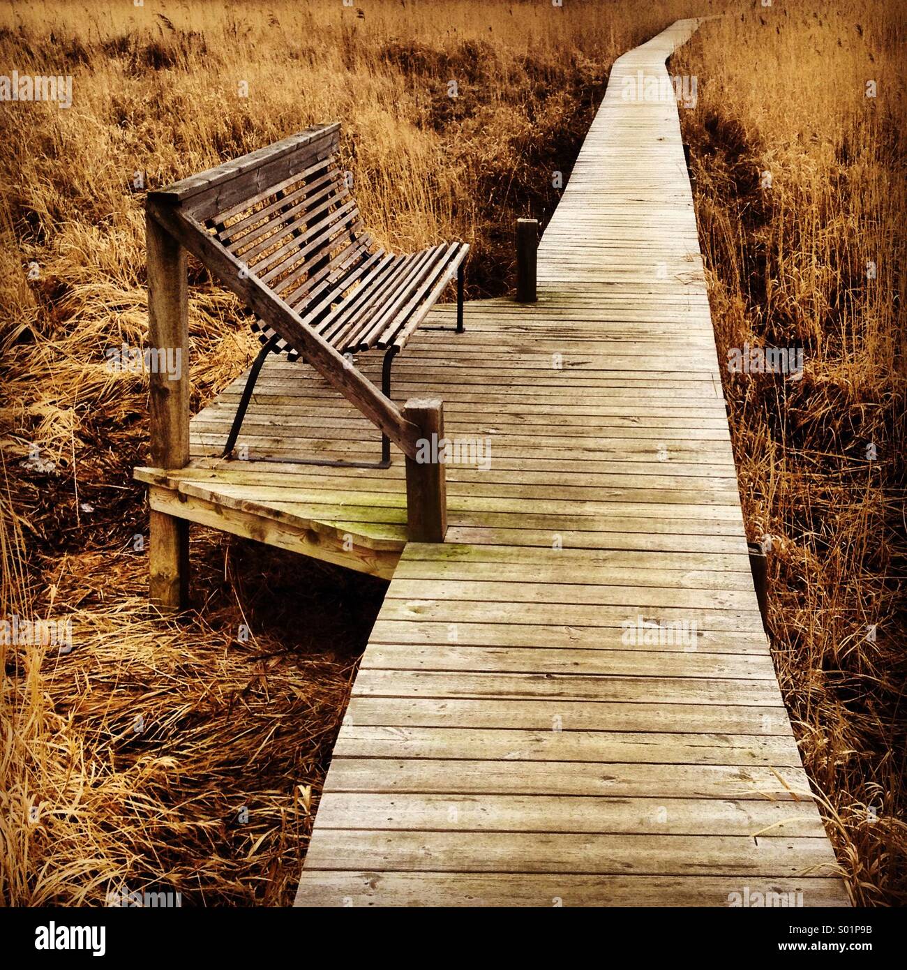 A single empty bench on a walkway over seaside reeds in Scandinavia - Smartphone Captured Stock Image