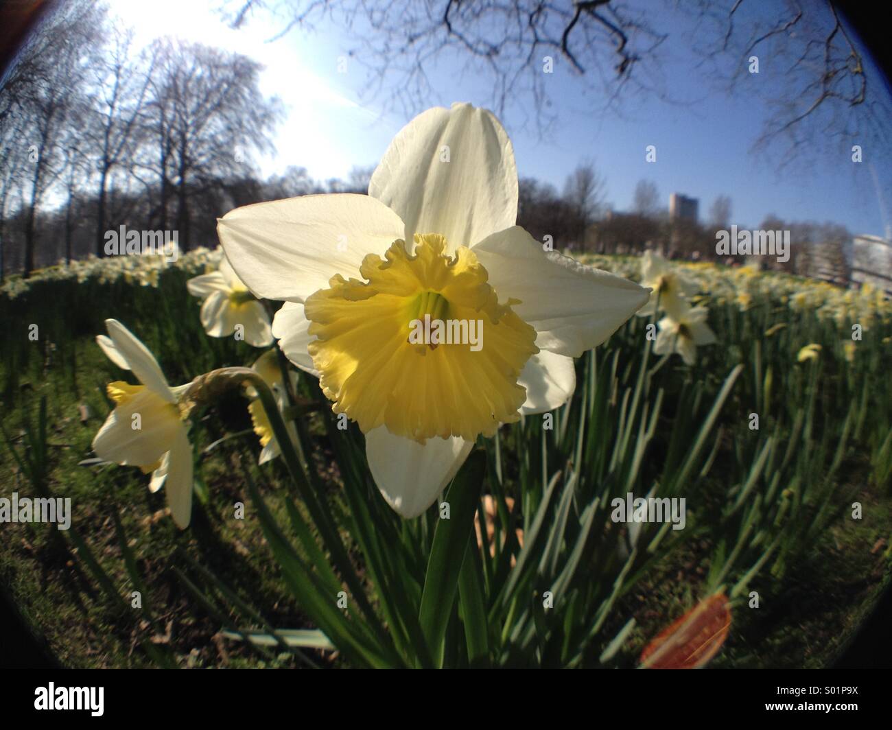 Spring in St James's Park, London Stock Photo - Alamy