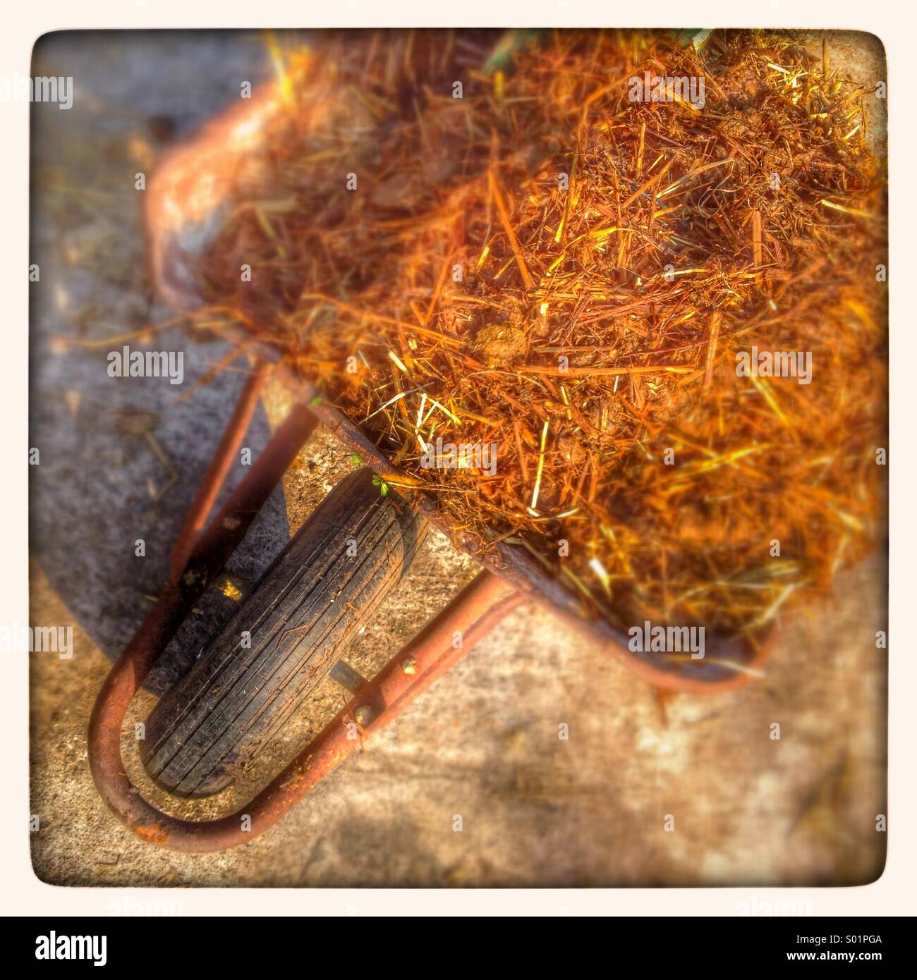 Horse dung in wheelbarrow to be used as compost on garden Stock Photo